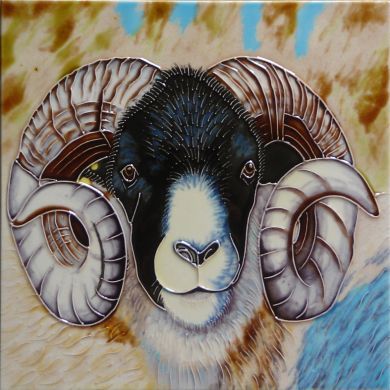 Blackface Tup 8x8